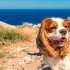 Urlaub mit Hund in Kroatien